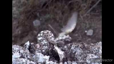 The Spider-Tailed Viper: Snake that Lures and Captures Birds with its Spider-Like Tail