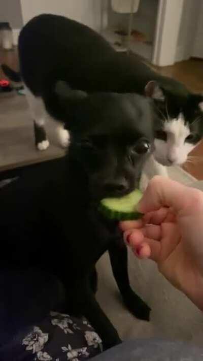 Wishing I loved cucumbers as much as my pup 🥒