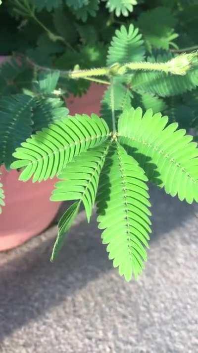 🔥 Sleepy plant, that closes when you touch it