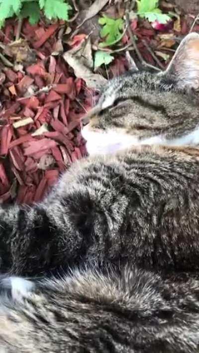 Basil says “errgh”