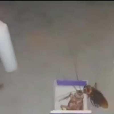 He died defending his homeland