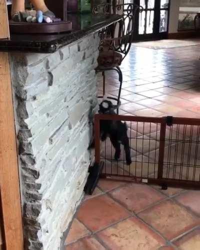 Goats practicing parkour on their new obstacle