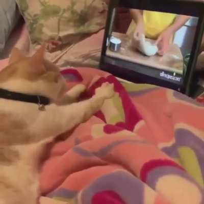Cat Learns to Knead a Dough    
