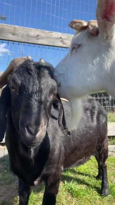 Longfellow and Emerson❤️ These friends were rescued from a severe neglect and hoarding case, and although they may be on the shyer side, they’ll gladly accept love from anyone who takes the time for their timid walls to come down. The sweetest best friend