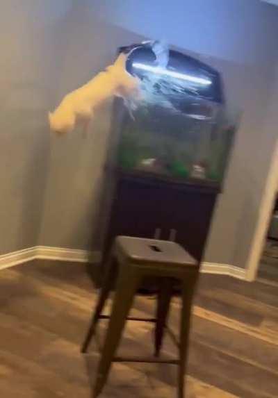 Cat vs aquarium
