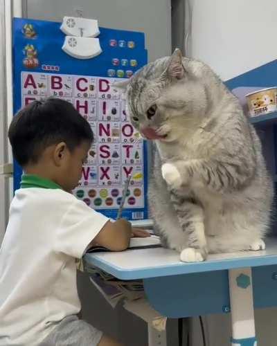 A big kitty companion