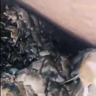 Ratatouille IRL 🐀 (CTTO)