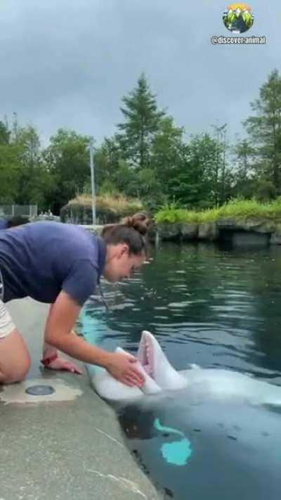 Baby Dolphins health checkup......they are so happy