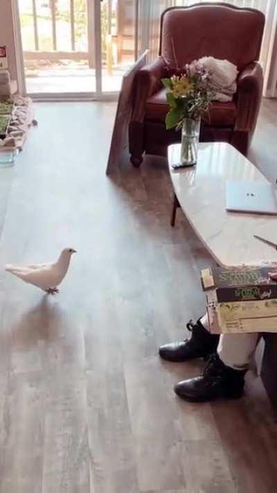 Hoomans doing their part