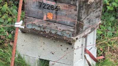 I'm guessing this is robbing?