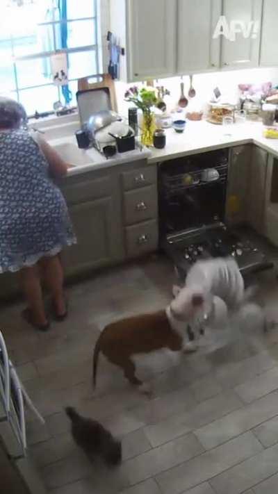 The dog and the dishwasher.