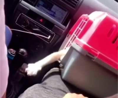 Take your cat on vacation, they said. It’ll be fun, they said.