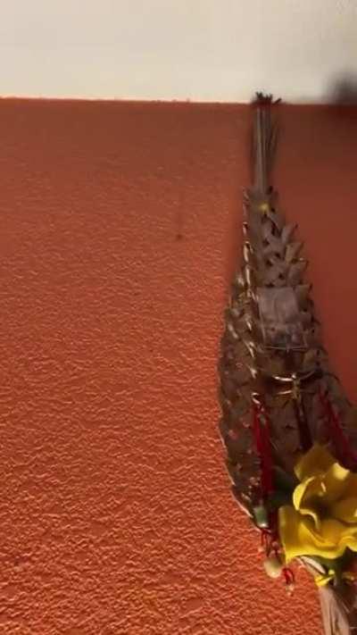 I thought the spider jumped on me