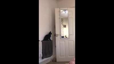 Bertie has a new trick to show you