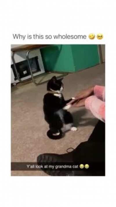 Cats are the best people :)