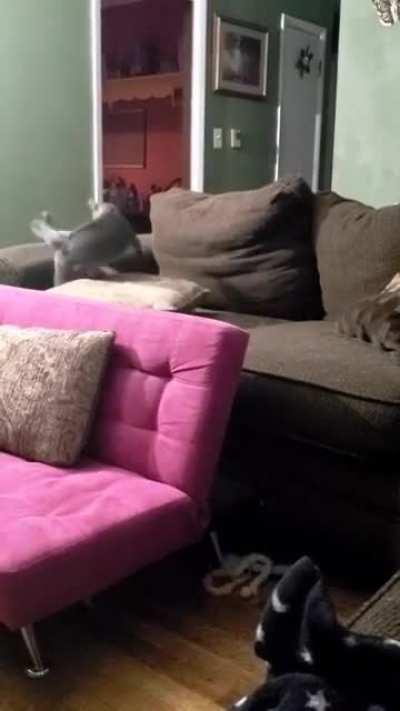 It's your tail silly 😂