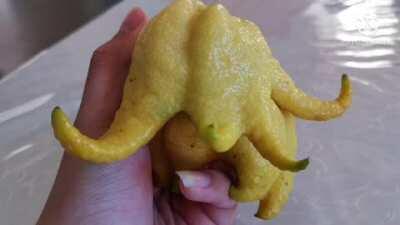 Winter horrorland but with cursed images of lemons (reupload due to no audio in the original)