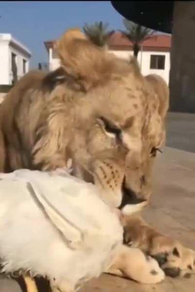 tadı tavuğa benziyor