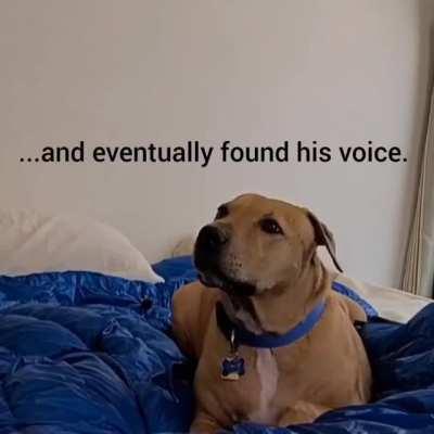 Teaching a dog that police seized from dogfighters to find his voice.