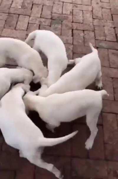 It's a Doggy-go-round