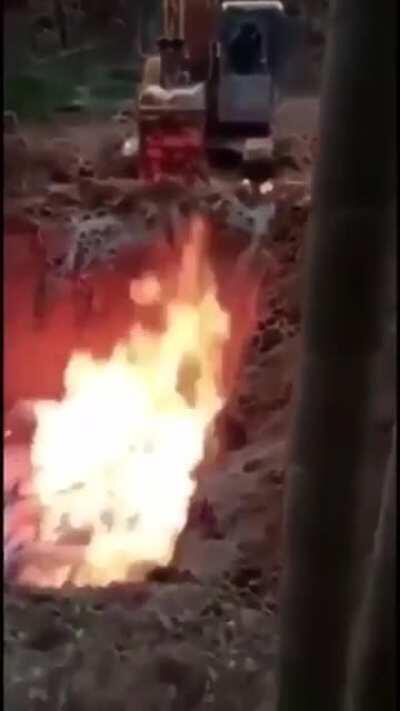 Imma post this in r/Peta