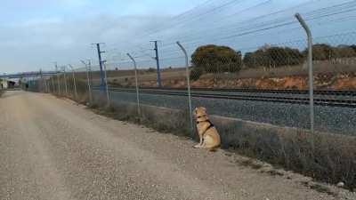 Retriever tries to chase high speed train