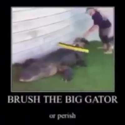 Brush the big gator