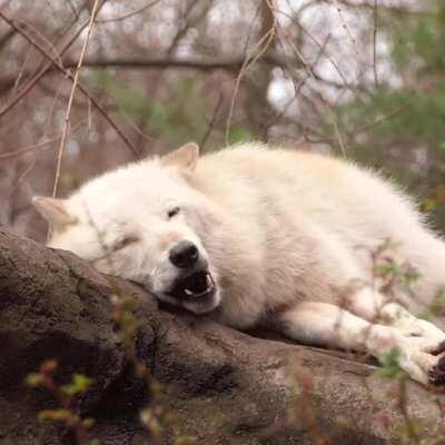 Cozy wolf gives beautiful howls while relaxing