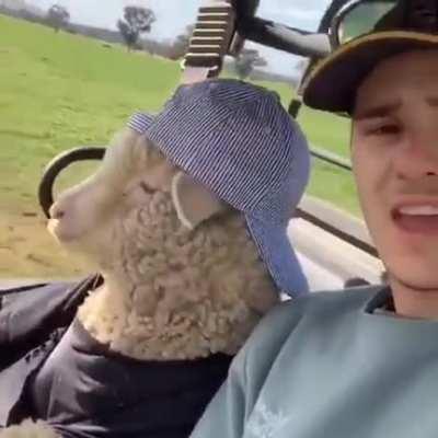 The sheep has finally completed its evolution