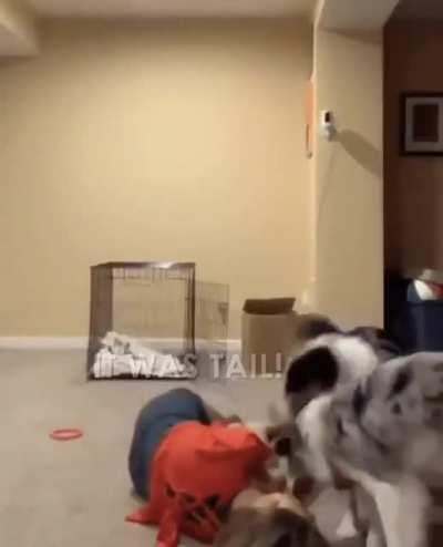 bork.exe has stopped responding