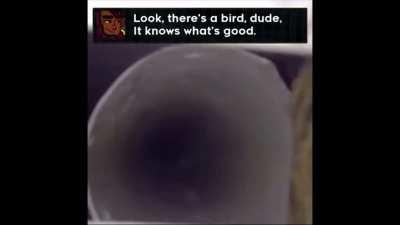 BIRDFRIEND (OG Memes)