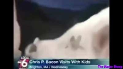 Chris p. Bacon