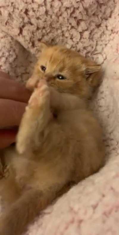 This Kitten is a future Chonker