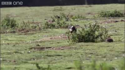 Stoats aren’t to be messed with in real life too I guess