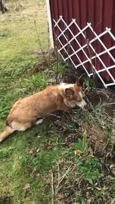 Caught in the act. Doing his best playing it off. 🥰