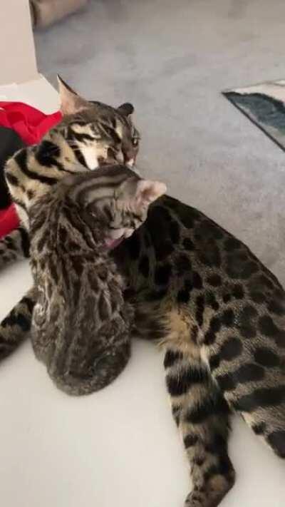 New addition to my Bengal family. Meet Zuri.