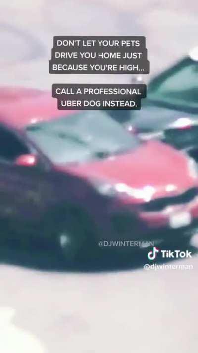 Uber Dawg... The Dawg Wit The Uber...