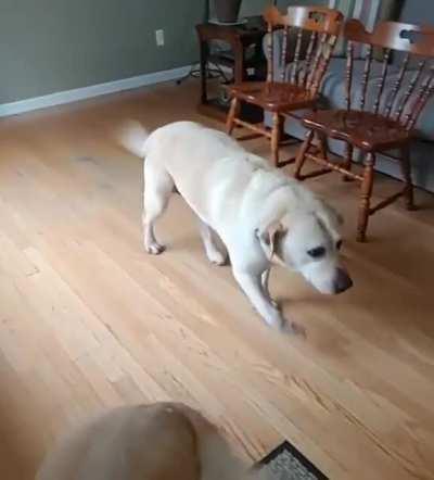 Dog gets the happy hops