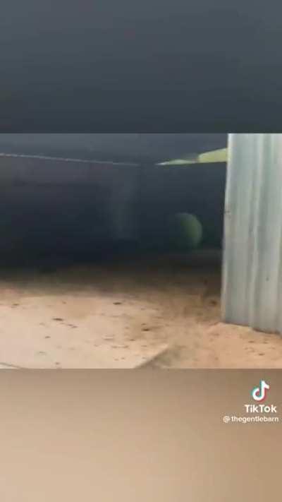 Retrieving a blind cow’s favorite exercise ball.