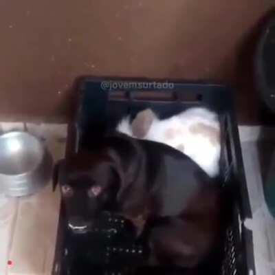 Tobia qnd o José sai