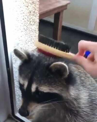 Brush me human mother.