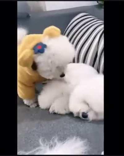 Never ever ever am i waking her up anymore