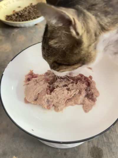 Loki asmr! He love all the food and treats 🩷