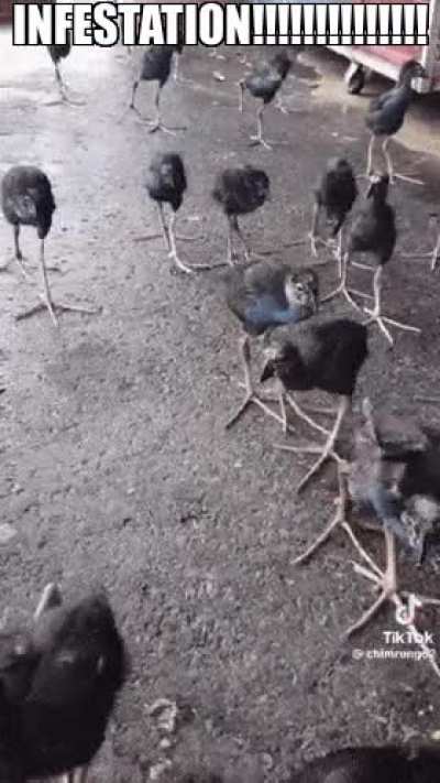INFESTATION!!!!!!!!!!!!!!!