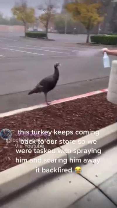 to scare off a turkey