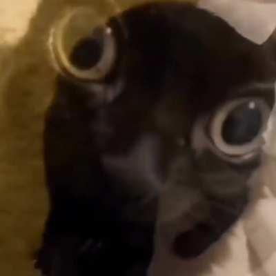 Me when the when me the when me