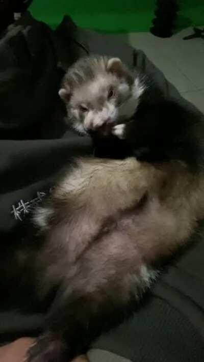 Glitch’s Wake Up Routine! Anyone else’s noodle do this?