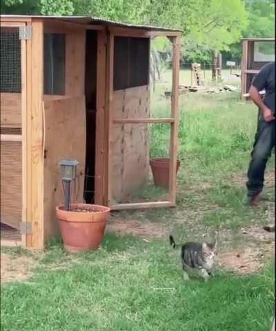 At first glance it seems like a chicken coop, but it turns out that this is a cat lover