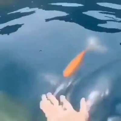 золотой ретривер