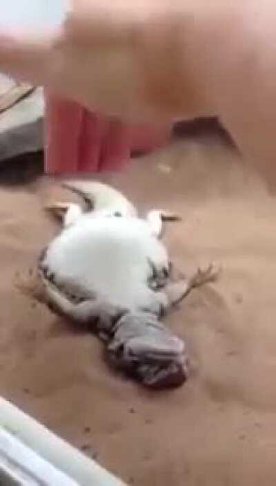 Everyone loves belly rubs